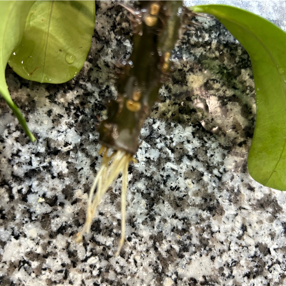 Crown of thorns cutting - Picture 3 of 7